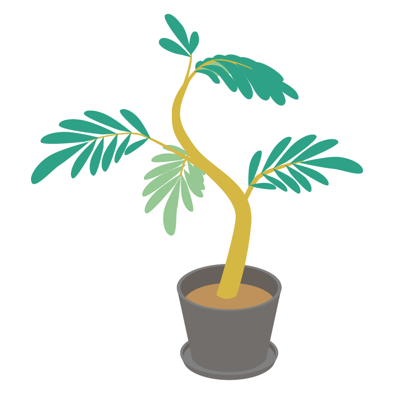 観葉植物（エバーグリーン）のイラスト 素材
