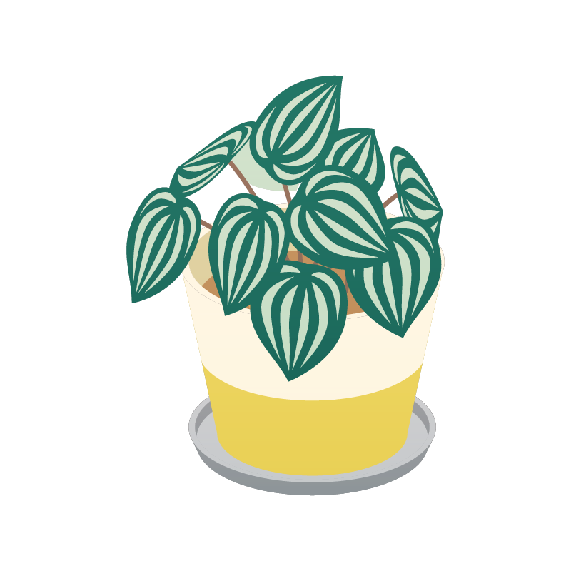 観葉植物（ペペロミア・アルギレア）の イラスト 素材